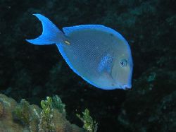 Bluetang, Bahamas, Olympus C-740. by Frank Arthur 